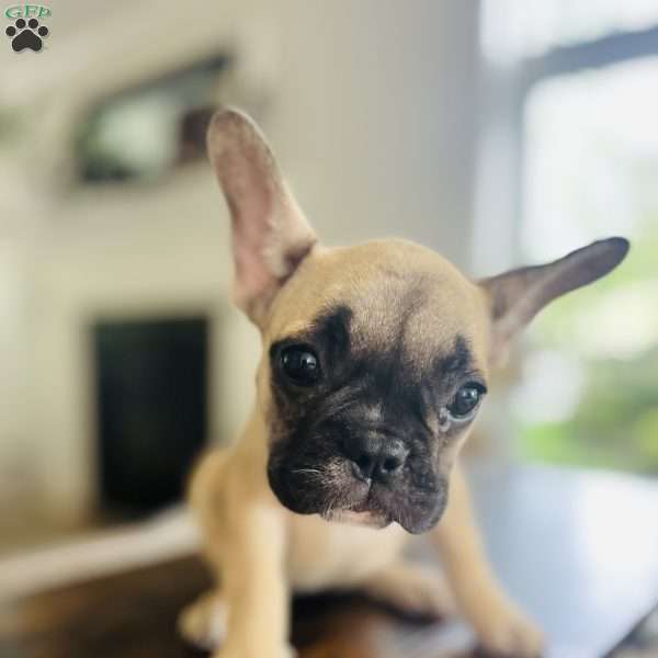 Sable, French Bulldog Puppy