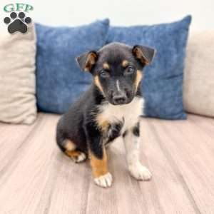 Nash, Miniature Australian Shepherd Mix Puppy