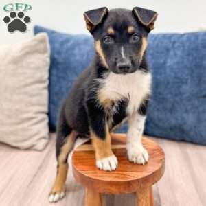 Nash, Miniature Australian Shepherd Mix Puppy