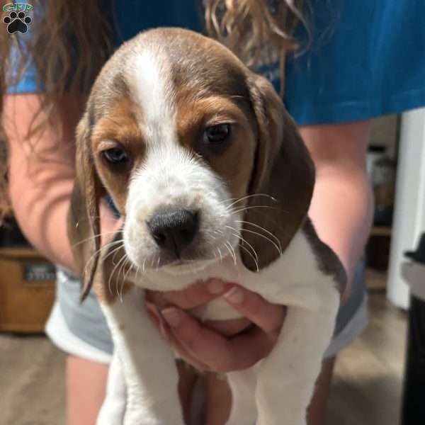 Navy, Beagle Puppy