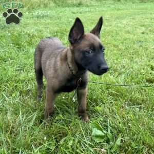 Boston, Belgian Malinois Puppy