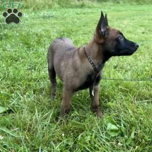 Boston, Belgian Malinois Puppy