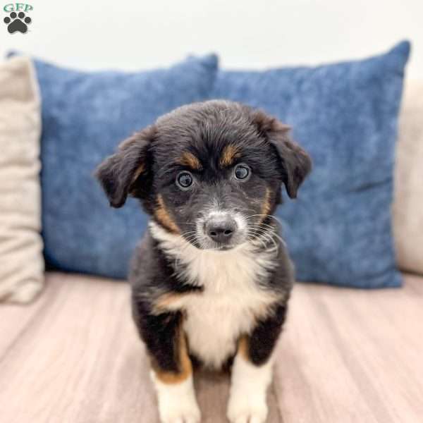 Athena, Miniature Australian Shepherd Puppy