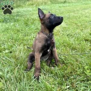 Boston, Belgian Malinois Puppy