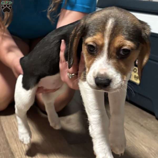 Marina, Beagle Puppy