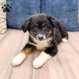 Athena, Miniature Australian Shepherd Puppy