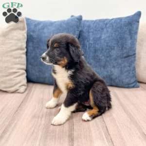 Athena, Miniature Australian Shepherd Puppy