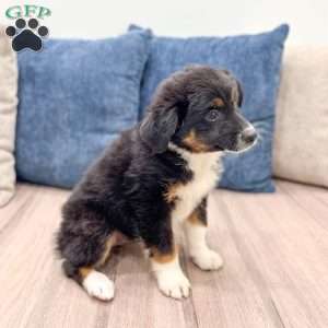 Athena, Miniature Australian Shepherd Puppy