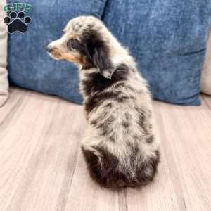 Skylie, Miniature Australian Shepherd Puppy