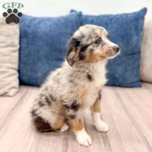Skylie, Miniature Australian Shepherd Puppy