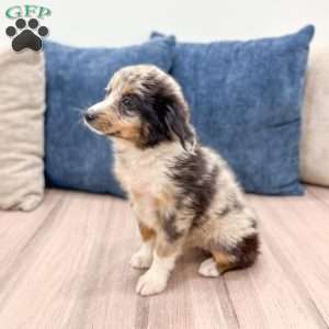 Skylie, Miniature Australian Shepherd Puppy