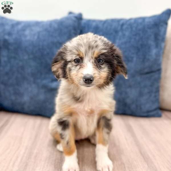 Skylie, Miniature Australian Shepherd Puppy