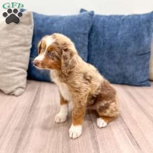 Manny, Miniature Australian Shepherd Puppy