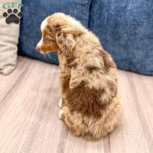 Manny, Miniature Australian Shepherd Puppy