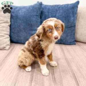 Manny, Miniature Australian Shepherd Puppy