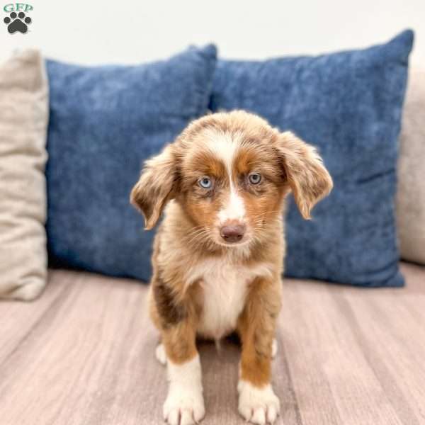 Manny, Miniature Australian Shepherd Puppy