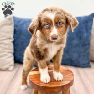 Manny, Miniature Australian Shepherd Puppy