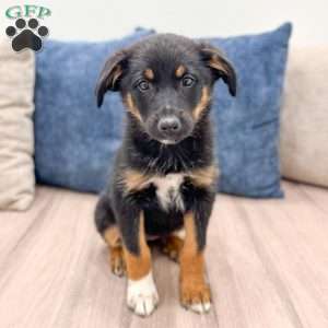 Mia, Miniature Australian Shepherd Mix Puppy