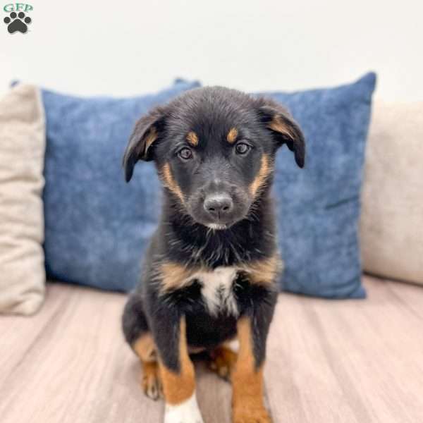 Mia, Miniature Australian Shepherd Mix Puppy