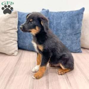 Mia, Miniature Australian Shepherd Mix Puppy