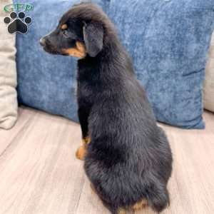 Mia, Miniature Australian Shepherd Mix Puppy