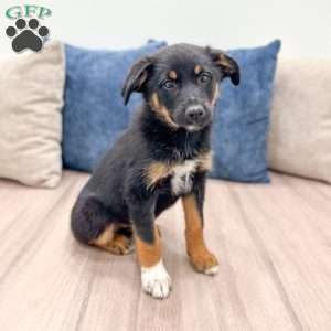 Mia, Miniature Australian Shepherd Mix Puppy