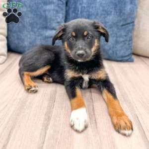 Mia, Miniature Australian Shepherd Mix Puppy