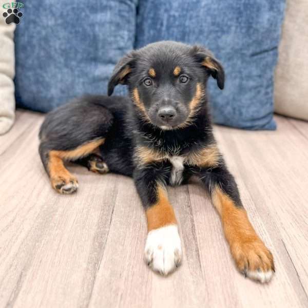 Mia, Miniature Australian Shepherd Mix Puppy