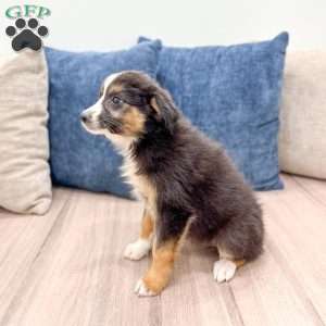 Fiona, Miniature Australian Shepherd Puppy