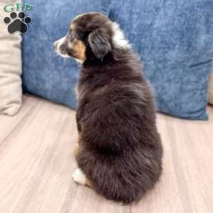 Fiona, Miniature Australian Shepherd Puppy