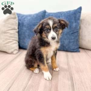 Fiona, Miniature Australian Shepherd Puppy
