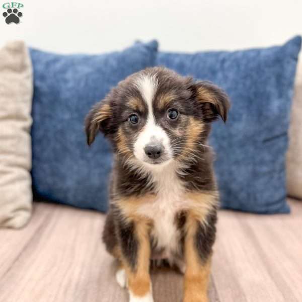 Fiona, Miniature Australian Shepherd Puppy