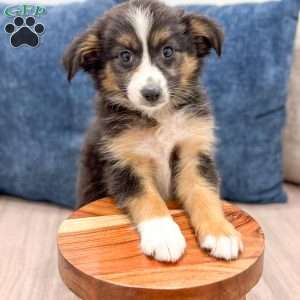 Fiona, Miniature Australian Shepherd Puppy