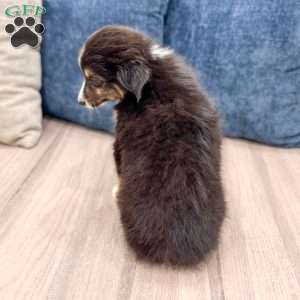 Ace, Miniature Australian Shepherd Puppy