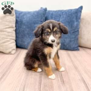 Ace, Miniature Australian Shepherd Puppy