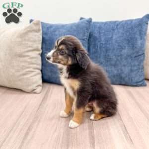 Ace, Miniature Australian Shepherd Puppy