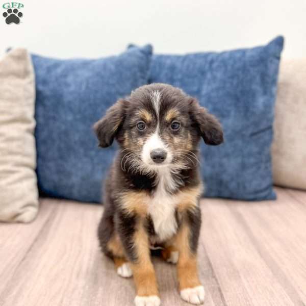 Ace, Miniature Australian Shepherd Puppy