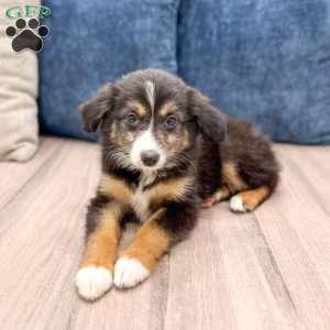 Ace, Miniature Australian Shepherd Puppy