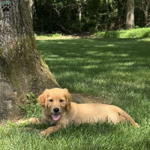 Dexter, Golden Retriever Puppy