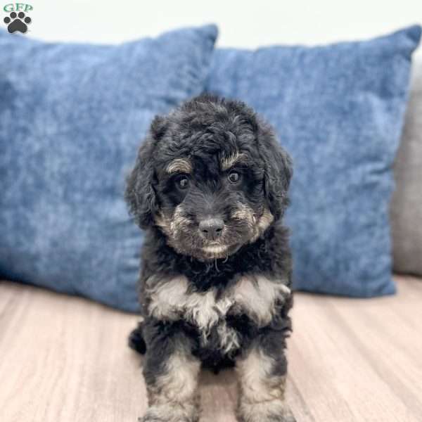 Manny, Mini Goldendoodle Puppy