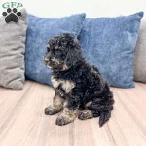 Manny, Mini Goldendoodle Puppy