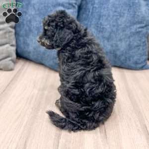 Manny, Mini Goldendoodle Puppy