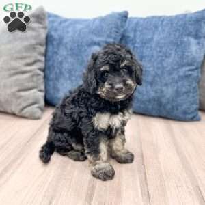 Manny, Mini Goldendoodle Puppy