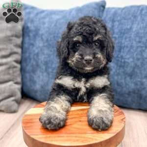 Manny, Mini Goldendoodle Puppy