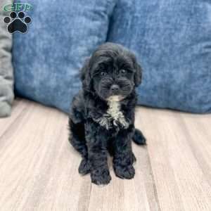 Mindy, Mini Goldendoodle Puppy