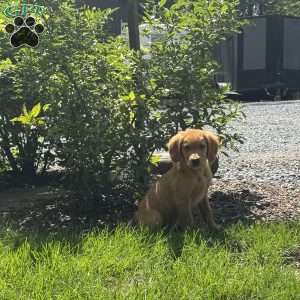 Dexter, Golden Retriever Puppy