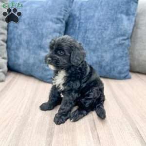 Mindy, Mini Goldendoodle Puppy