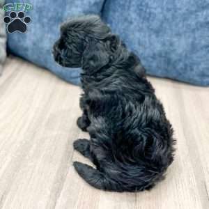 Mindy, Mini Goldendoodle Puppy