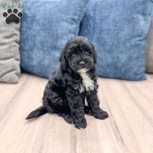 Mindy, Mini Goldendoodle Puppy
