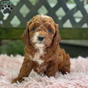 Bella, Cavapoo Puppy